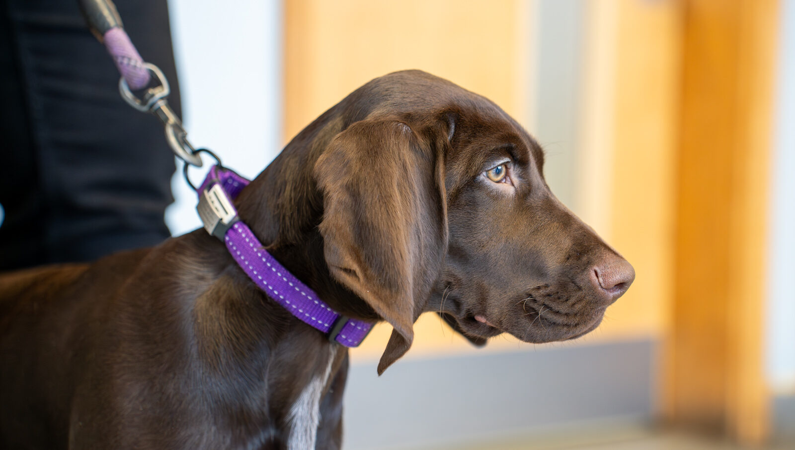 Oak House Veterinary Centre (Web) 102